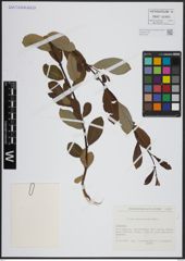 Foto von Salix atrocinerea Brot.